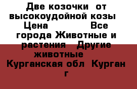 Две козочки  от высокоудойной козы › Цена ­ 20 000 - Все города Животные и растения » Другие животные   . Курганская обл.,Курган г.